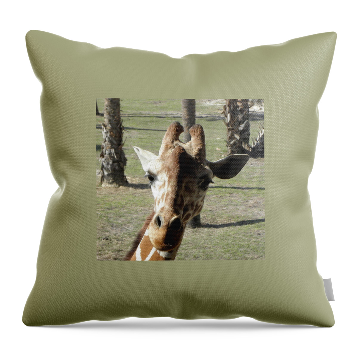 Giraffe Throw Pillow featuring the photograph What Are You Looking At by Kim Galluzzo Wozniak