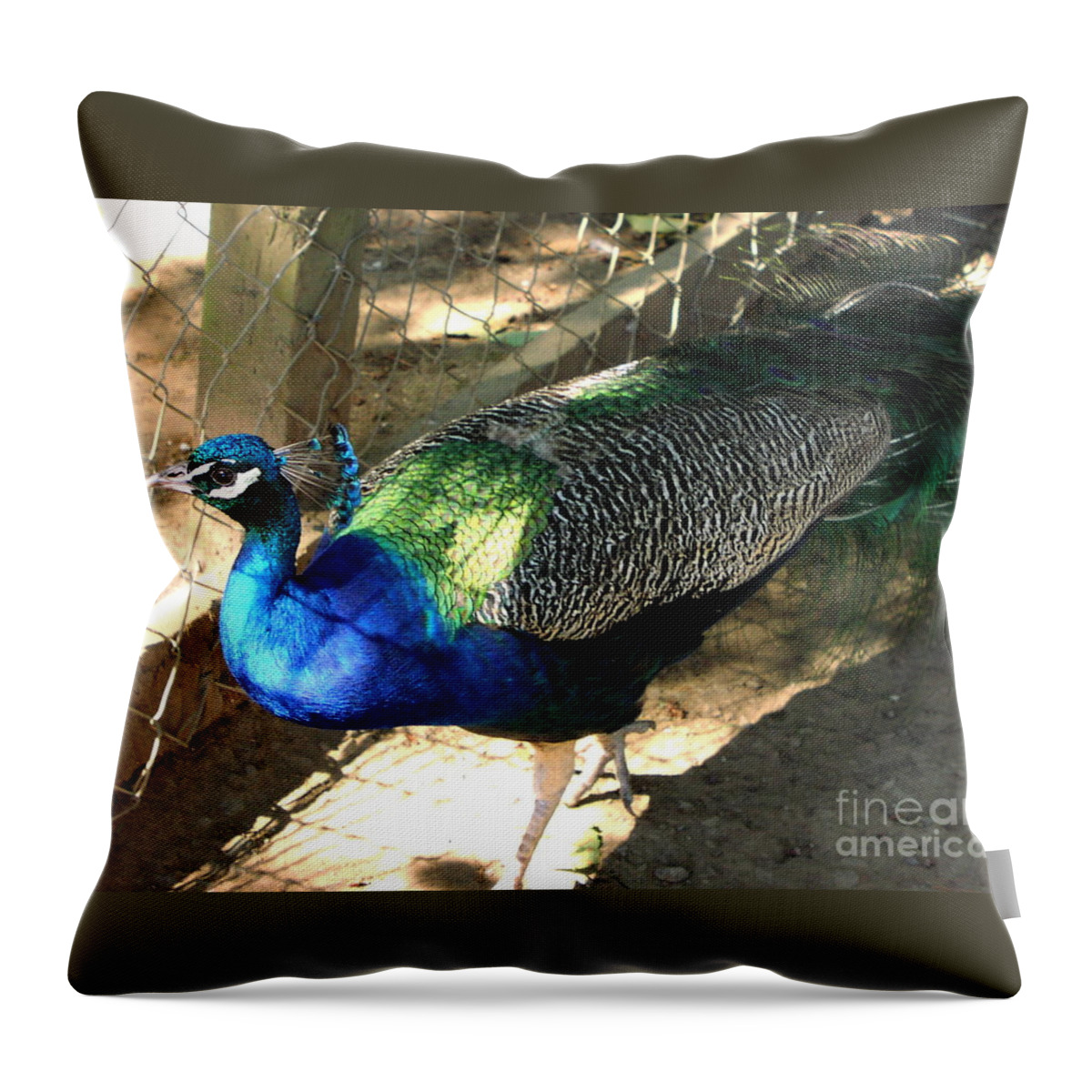 Peacock Throw Pillow featuring the photograph What's Out There? by Rory Siegel