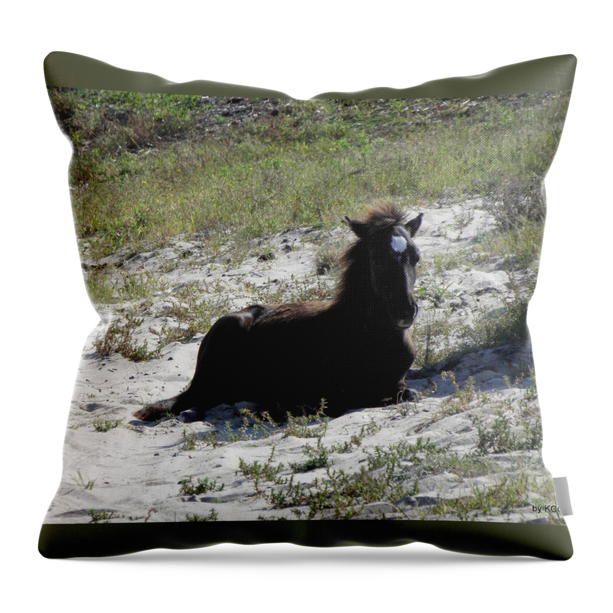Wild Throw Pillow featuring the photograph Wild Foal by Kim Galluzzo Wozniak