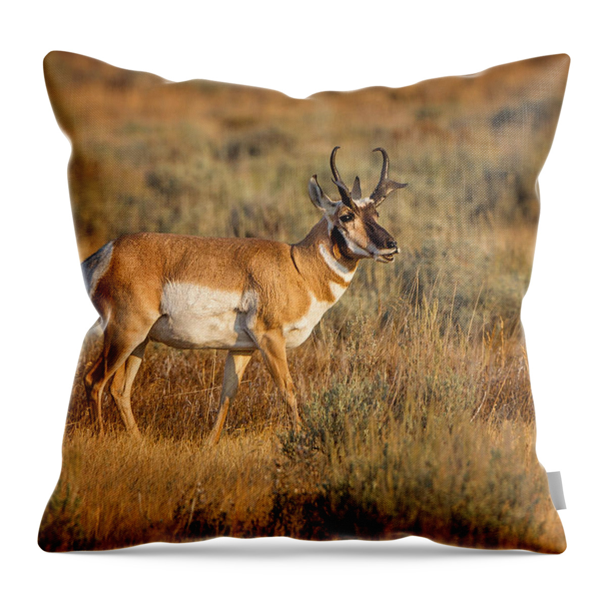 2012 Throw Pillow featuring the photograph Wyoming Pronghorn by Ronald Lutz