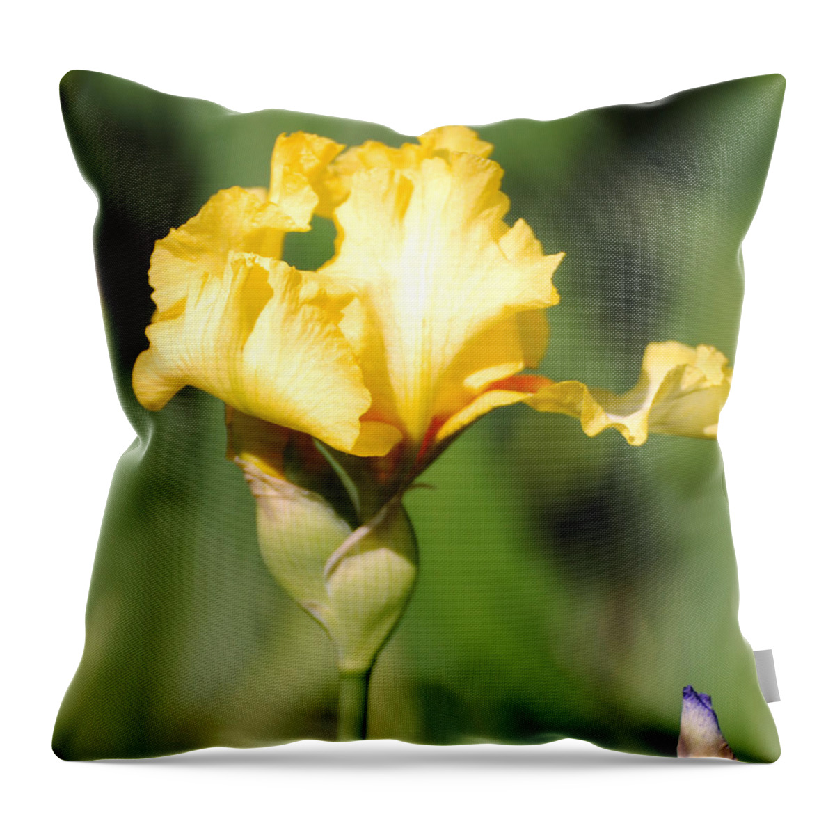 Beautiful Iris Throw Pillow featuring the photograph Yellow and White Iris by Jai Johnson