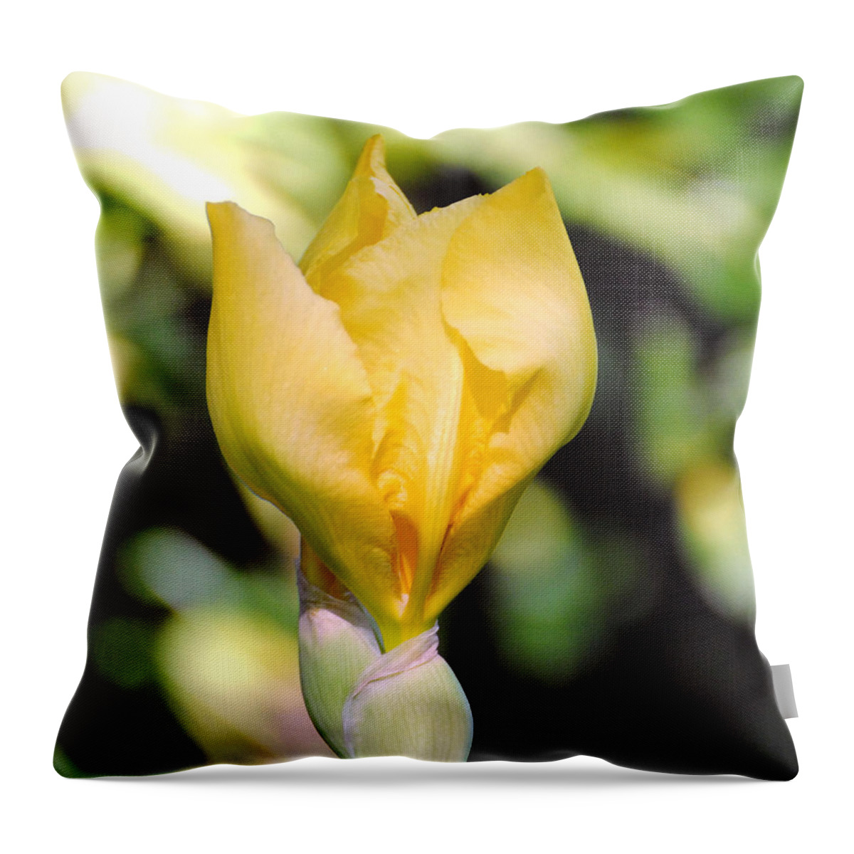 Beautiful Iris Throw Pillow featuring the photograph Yellow Iris Bloom by Jai Johnson