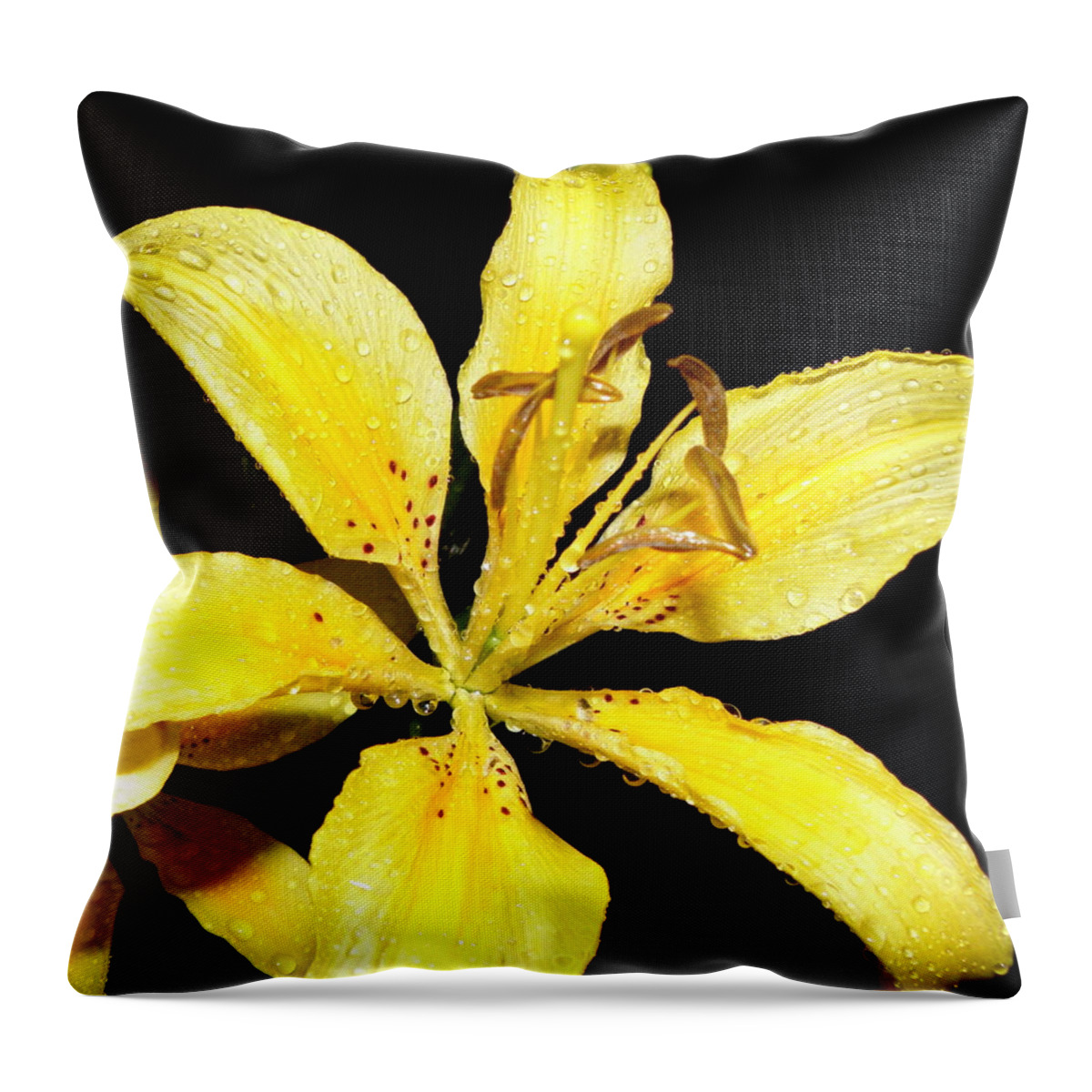 Yellow Throw Pillow featuring the photograph Yellow Lily by night by Kim Galluzzo