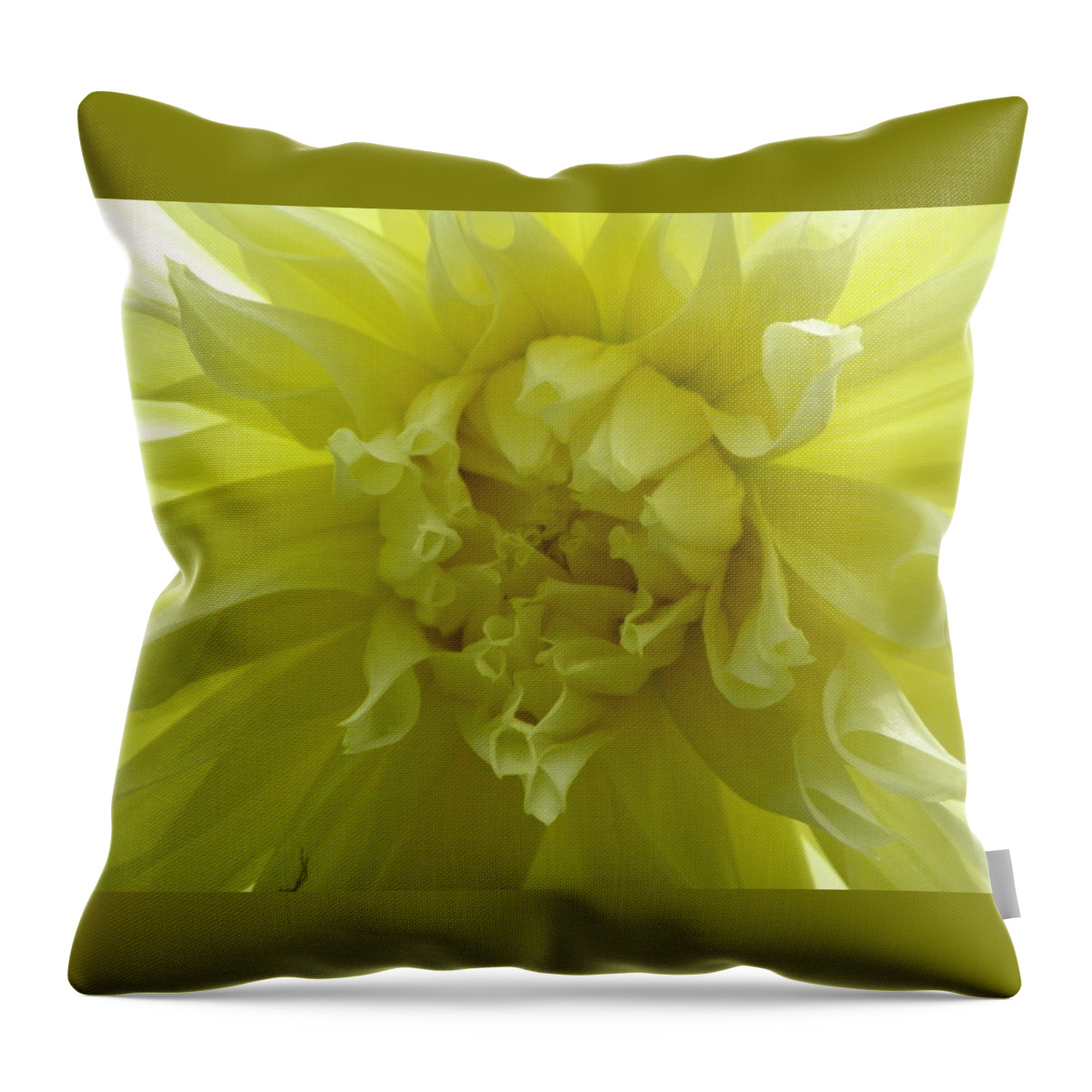 Yellow Throw Pillow featuring the photograph Yellow Sunshine by Kim Galluzzo Wozniak