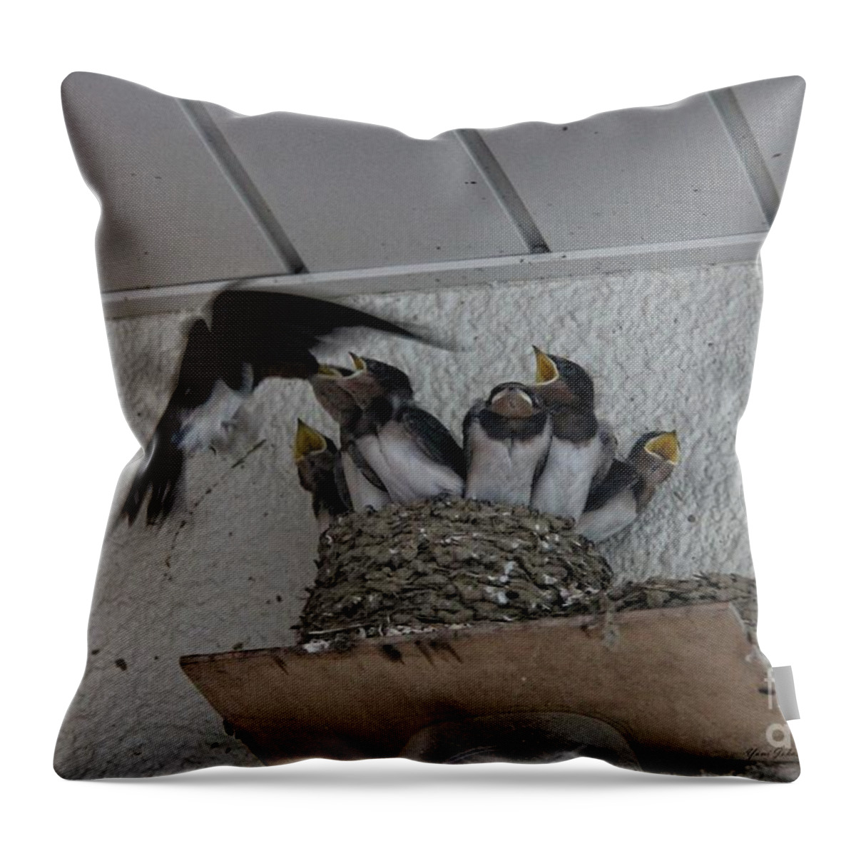  Swallow's Nest Throw Pillow featuring the photograph Swallows family by Yumi Johnson