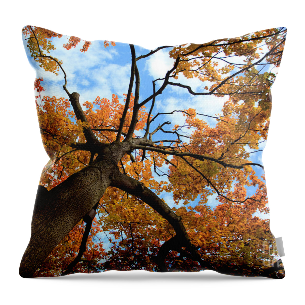 Tree Throw Pillow featuring the photograph Autumn Tree by Nailia Schwarz