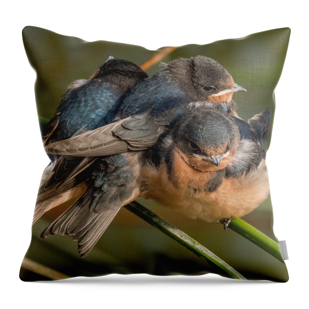 Birds Throw Pillow featuring the photograph Birds of a Feather by Derek Dean