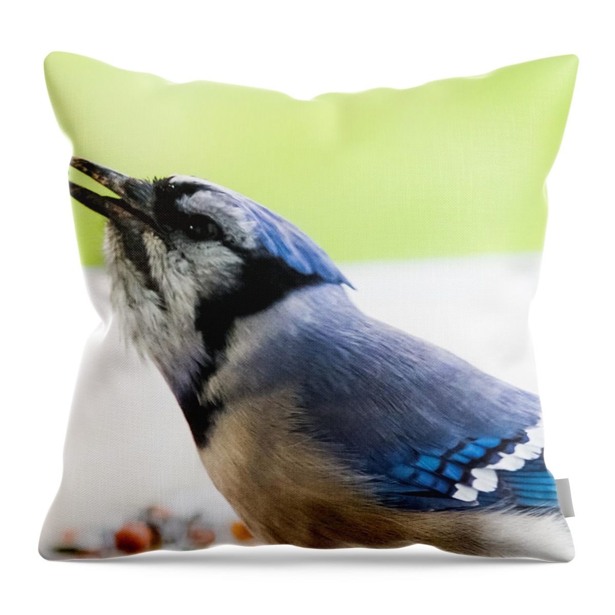 Blue Jay Throw Pillow featuring the photograph Blue Jay  by Holden The Moment