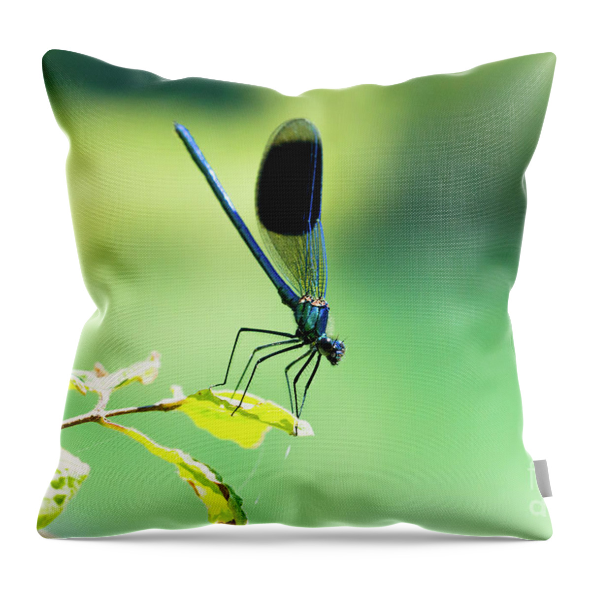 Countryside Throw Pillow featuring the photograph Broad-winged Damselfly, Dragonfly by Amanda Mohler