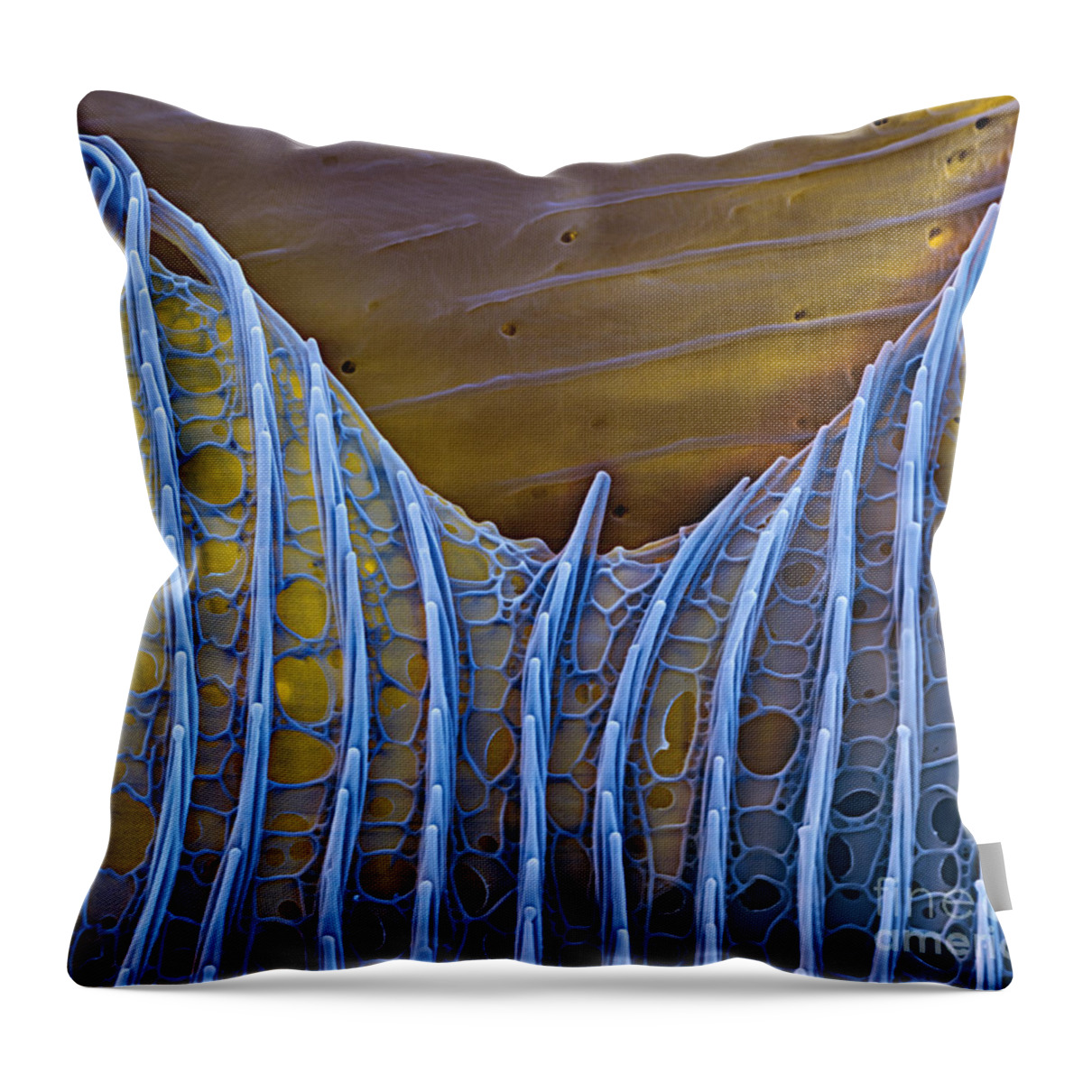 Science Throw Pillow featuring the photograph Butterfly Wing Scale Sem by Eye of Science