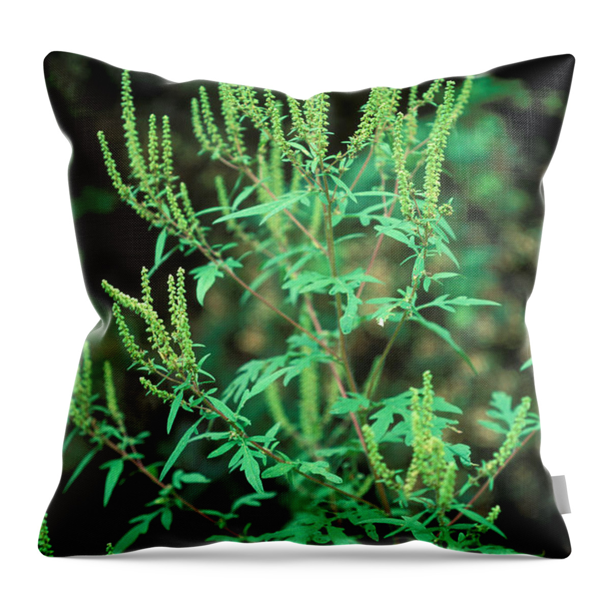 Plant Throw Pillow featuring the photograph Common Ragweed In Flower by John Kaprielian
