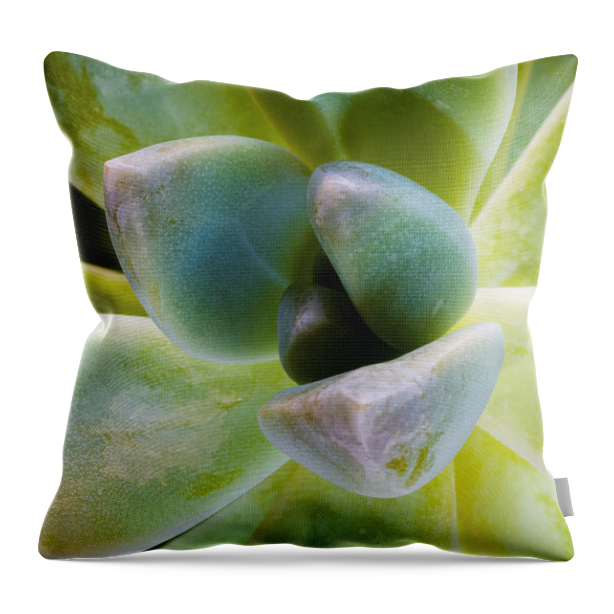 Beautiful Throw Pillow featuring the photograph Blue Pearl Plant by Raul Rodriguez