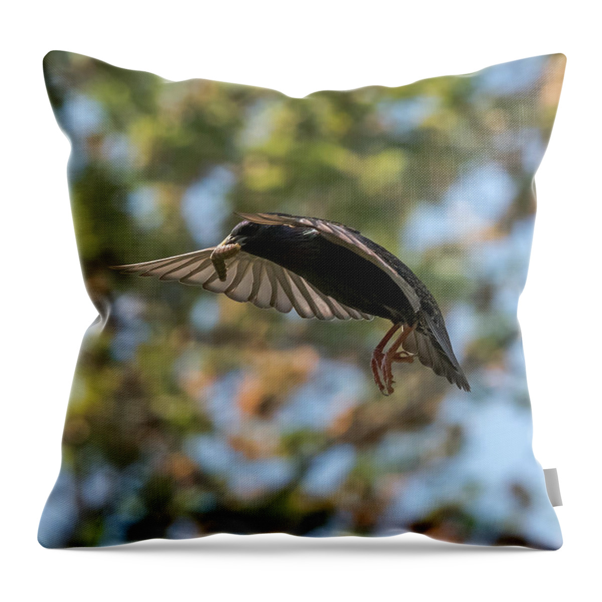Starling Throw Pillow featuring the photograph European Starling  by Holden The Moment