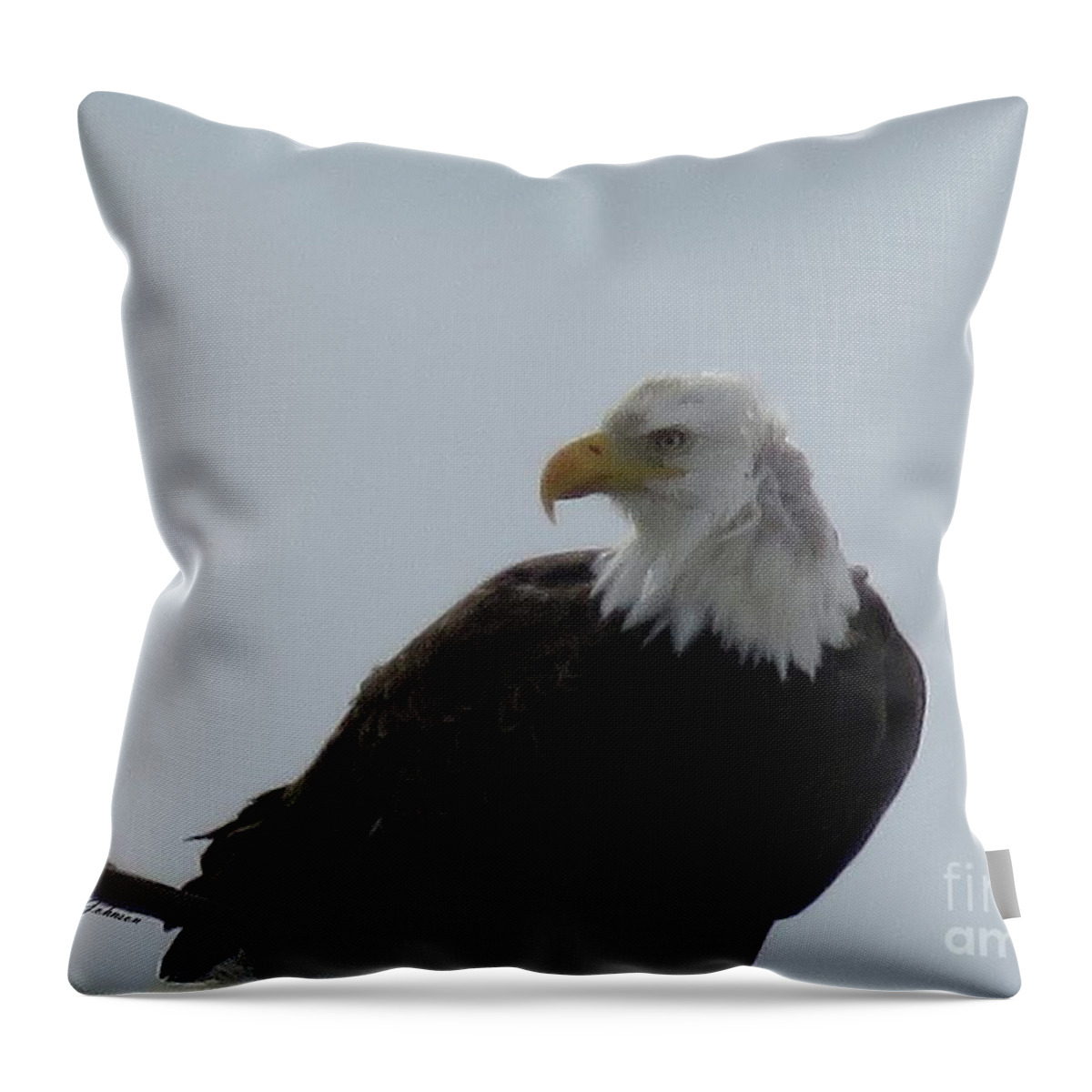 Bold Eagle Throw Pillow featuring the photograph Eye on you by Yumi Johnson