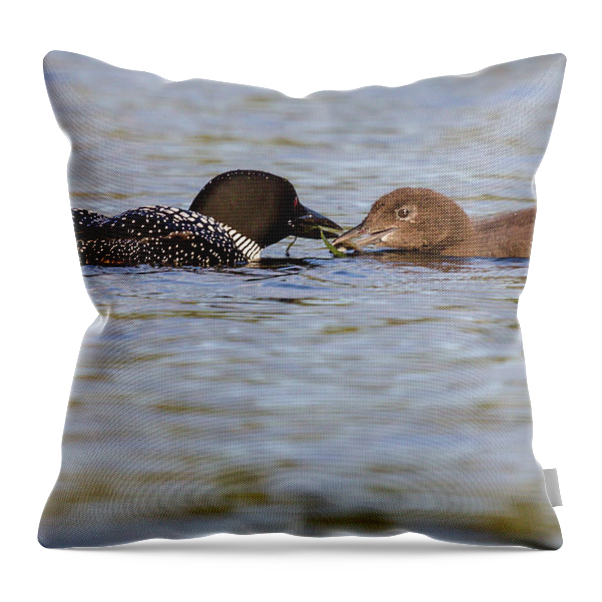 Bird Throw Pillow featuring the photograph Feeding Time by Darryl Hendricks