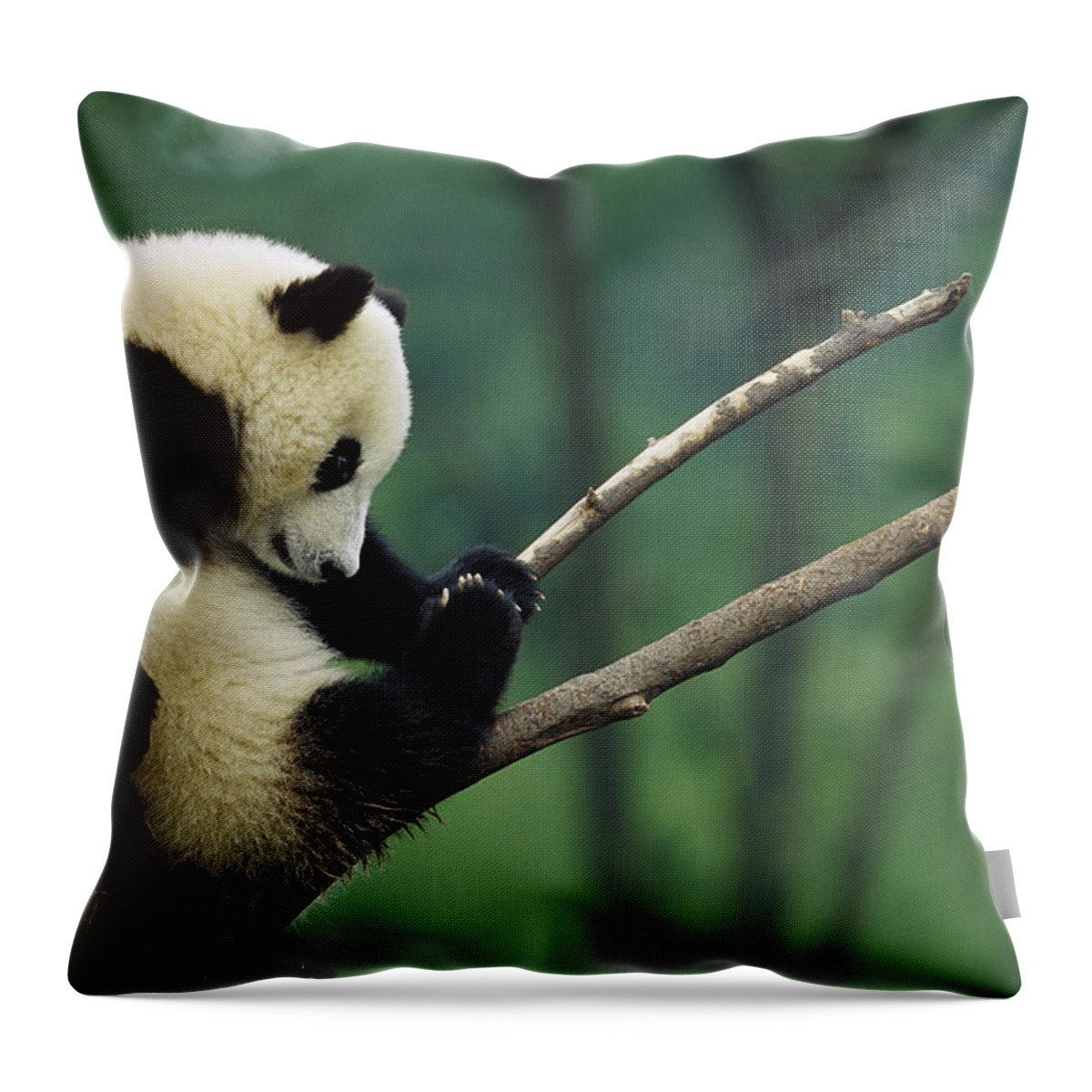 Mp Throw Pillow featuring the photograph Giant Panda Ailuropoda Melanoleuca Year by Cyril Ruoso