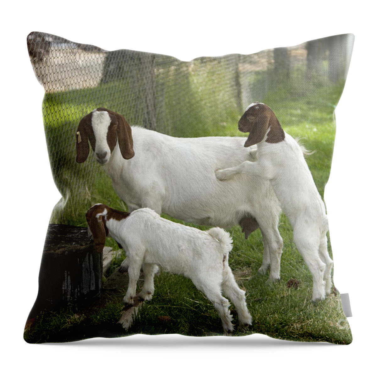 Boer Goat Throw Pillow featuring the photograph Goat With Kids #1 by Inga Spence