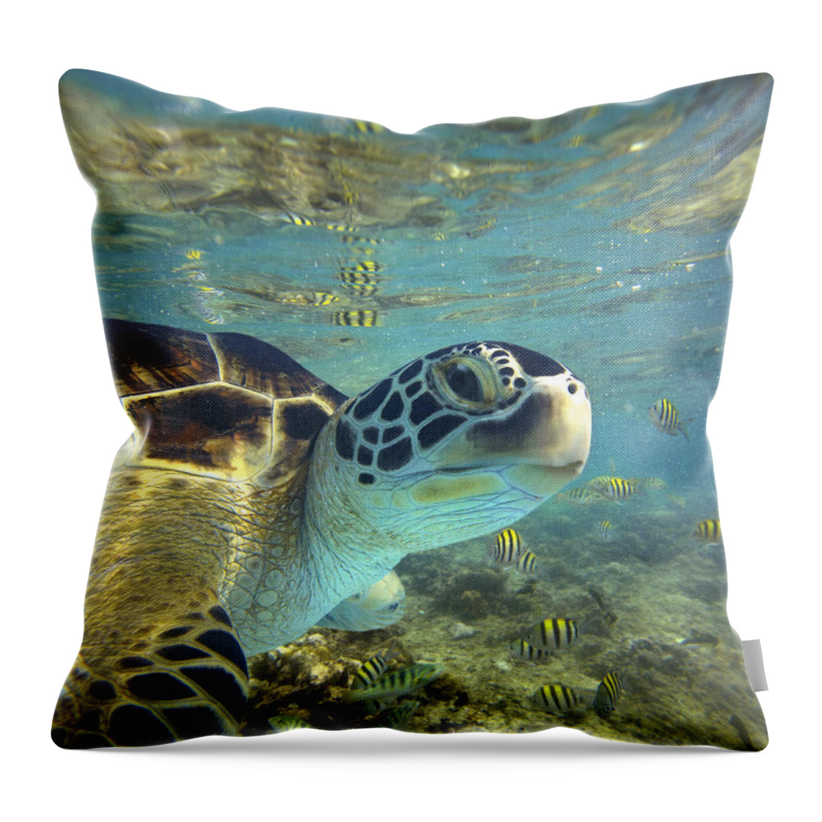 00451417 Throw Pillow featuring the photograph Green Sea Turtle Balicasag Island by Tim Fitzharris