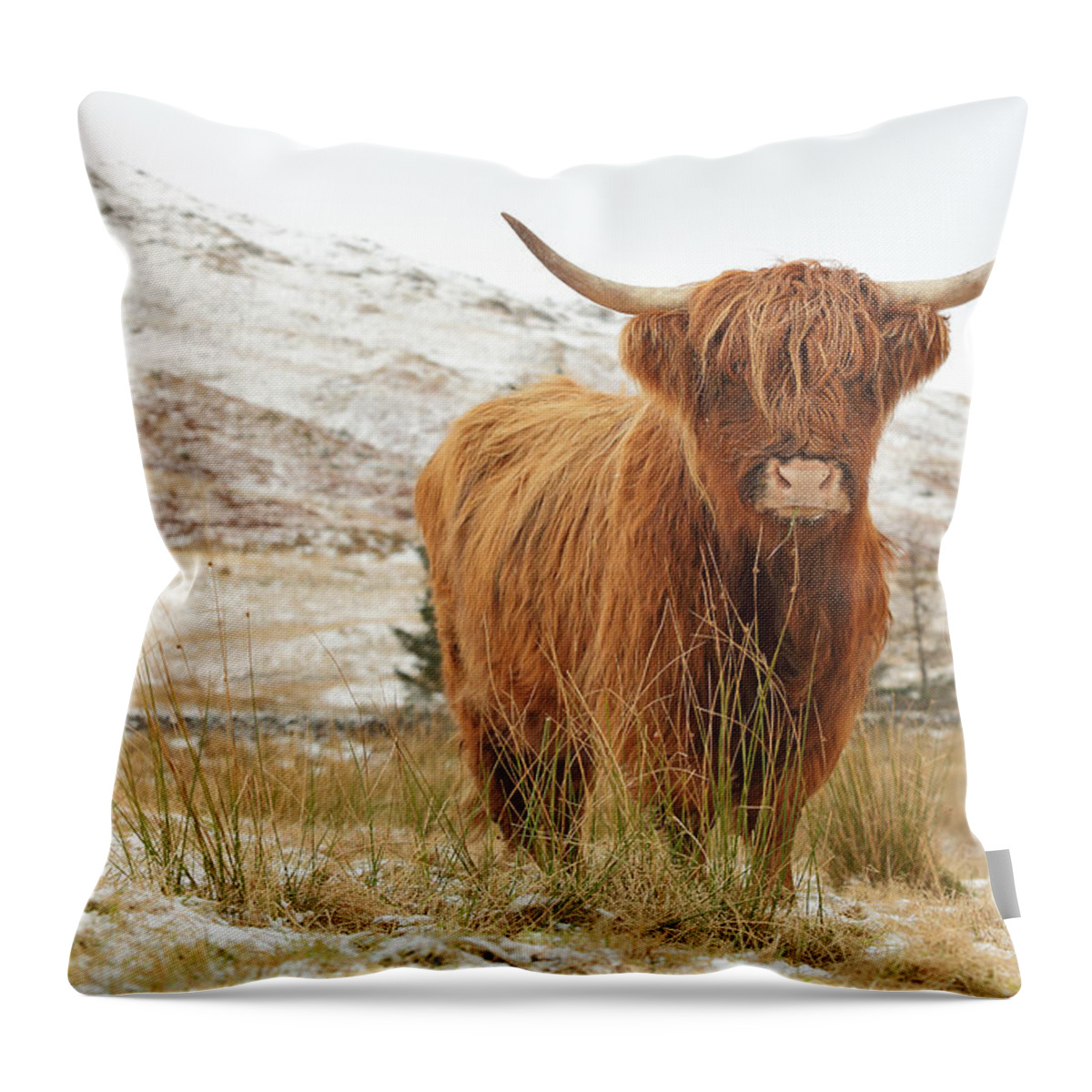 Highland Cattle Throw Pillow featuring the photograph Highland Cow by Grant Glendinning