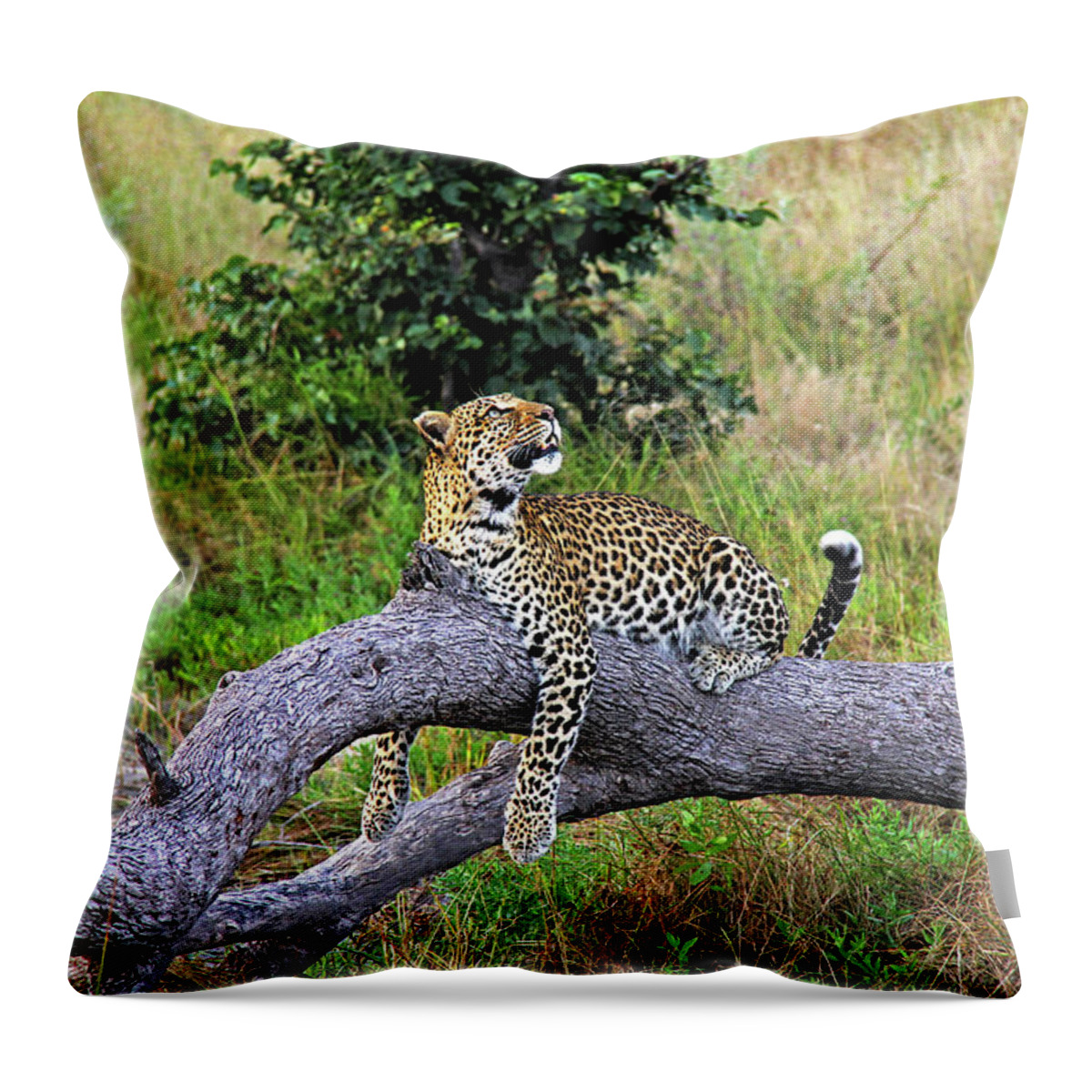 Leopard Throw Pillow featuring the photograph Leopard - Botswana, Africa by Richard Krebs