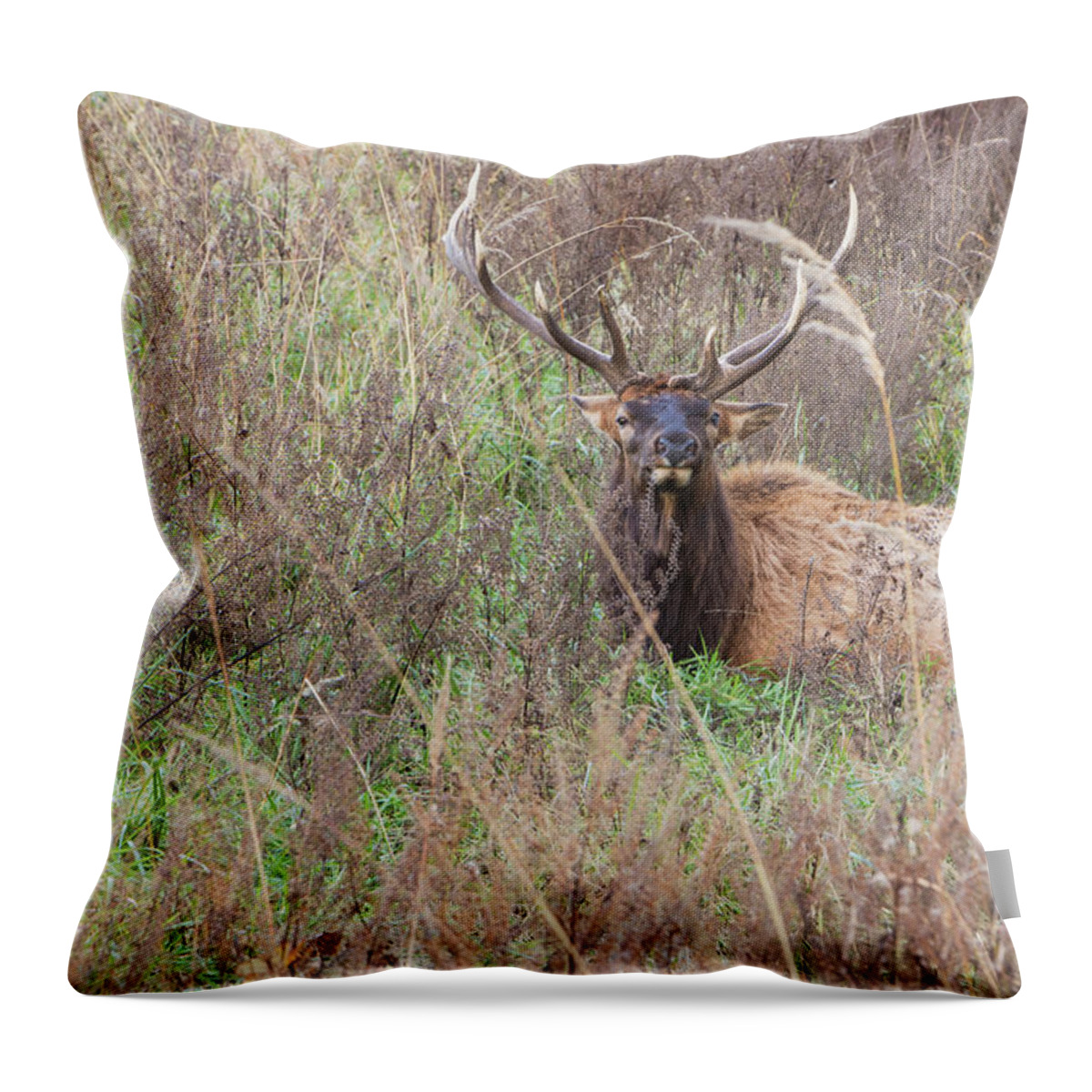 Lone Elk Park Throw Pillow featuring the photograph Lone Elk by Holly Ross
