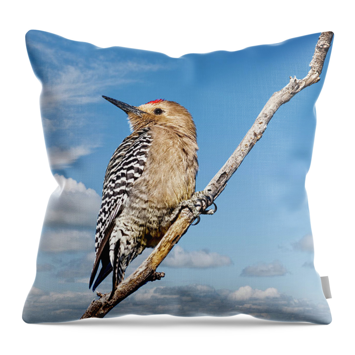 Animal Throw Pillow featuring the photograph Male Gila Woodpecker by Jeff Goulden