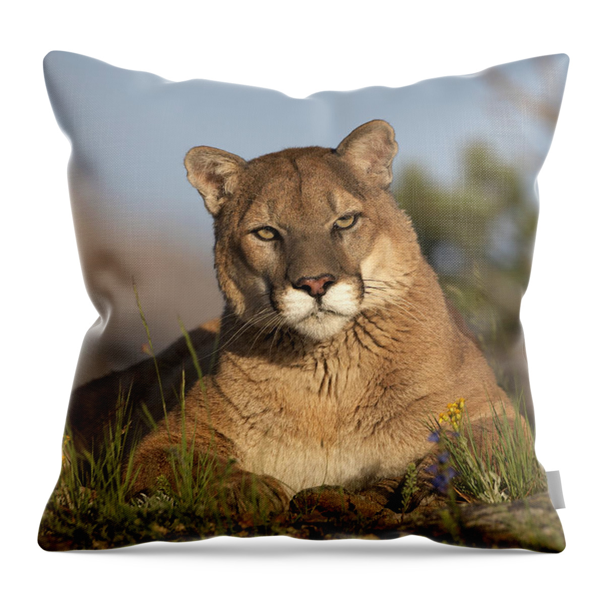 00176554 Throw Pillow featuring the photograph Mountain Lion Portrait North America by Tim Fitzharris