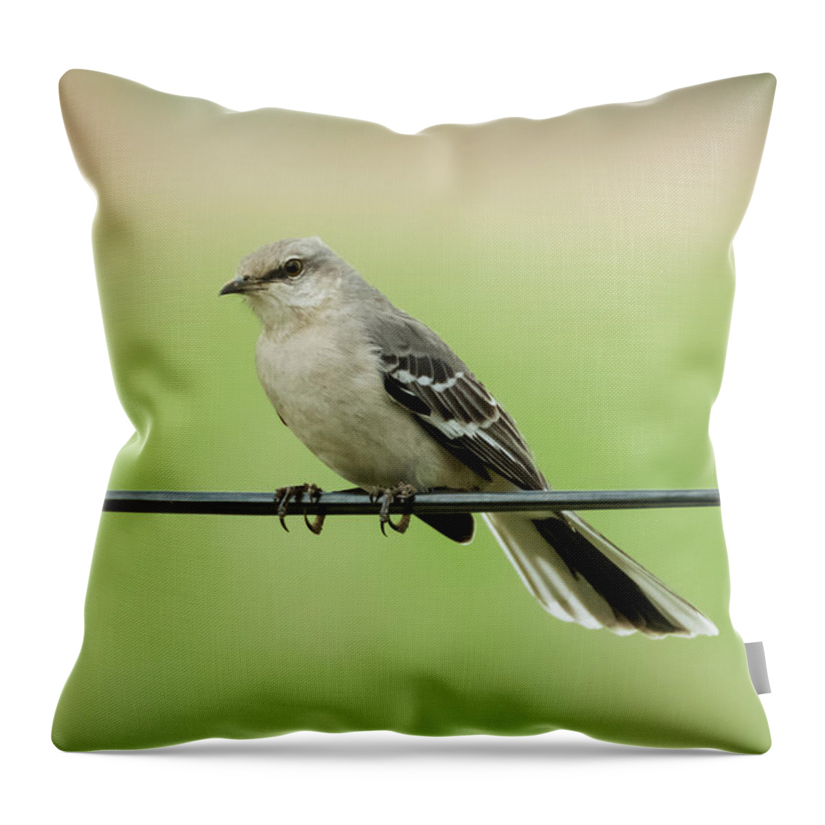 Bird Throw Pillow featuring the photograph Northern Mockingbird by Holden The Moment
