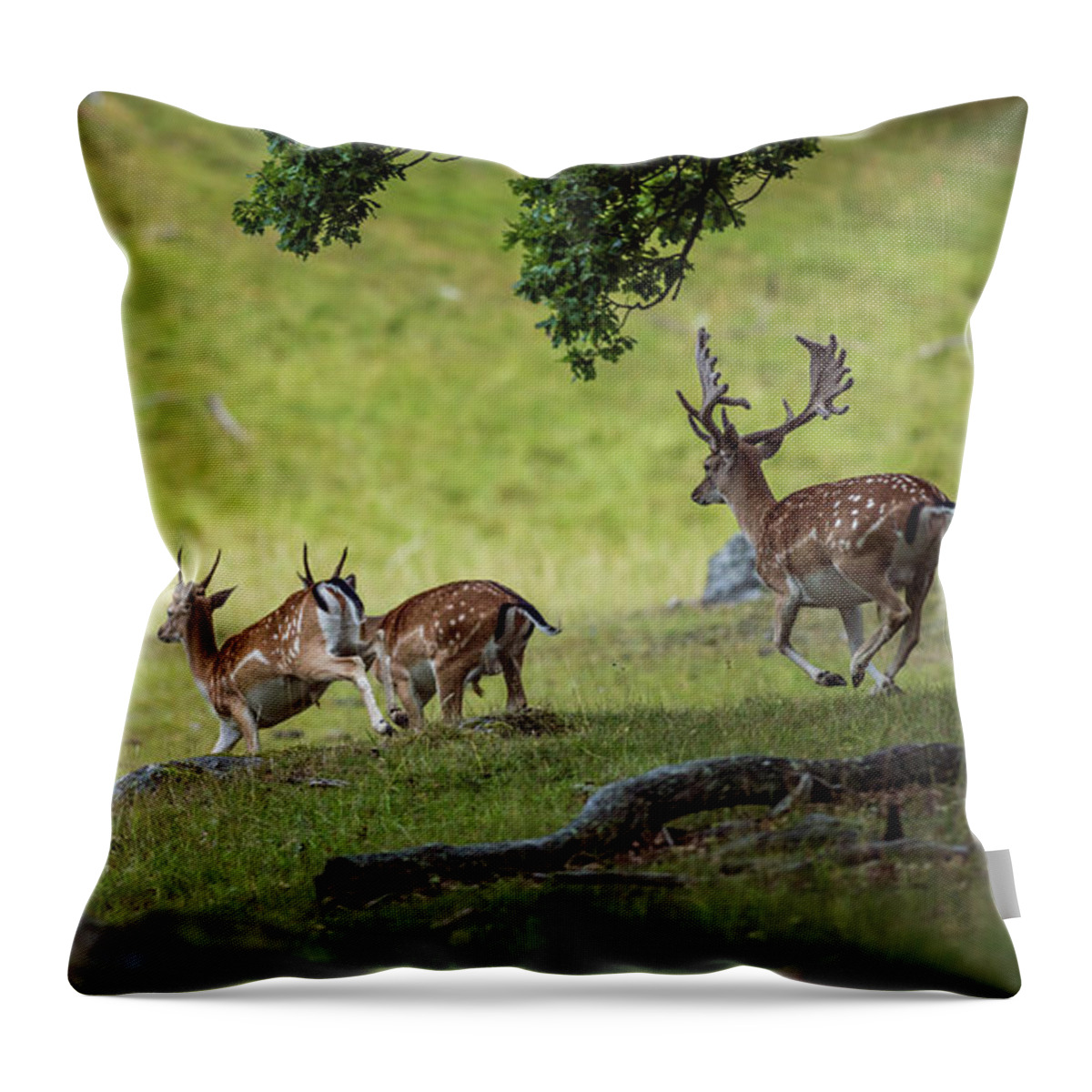 Four Fallow Deer Bucks Throw Pillow featuring the photograph On the run by Torbjorn Swenelius