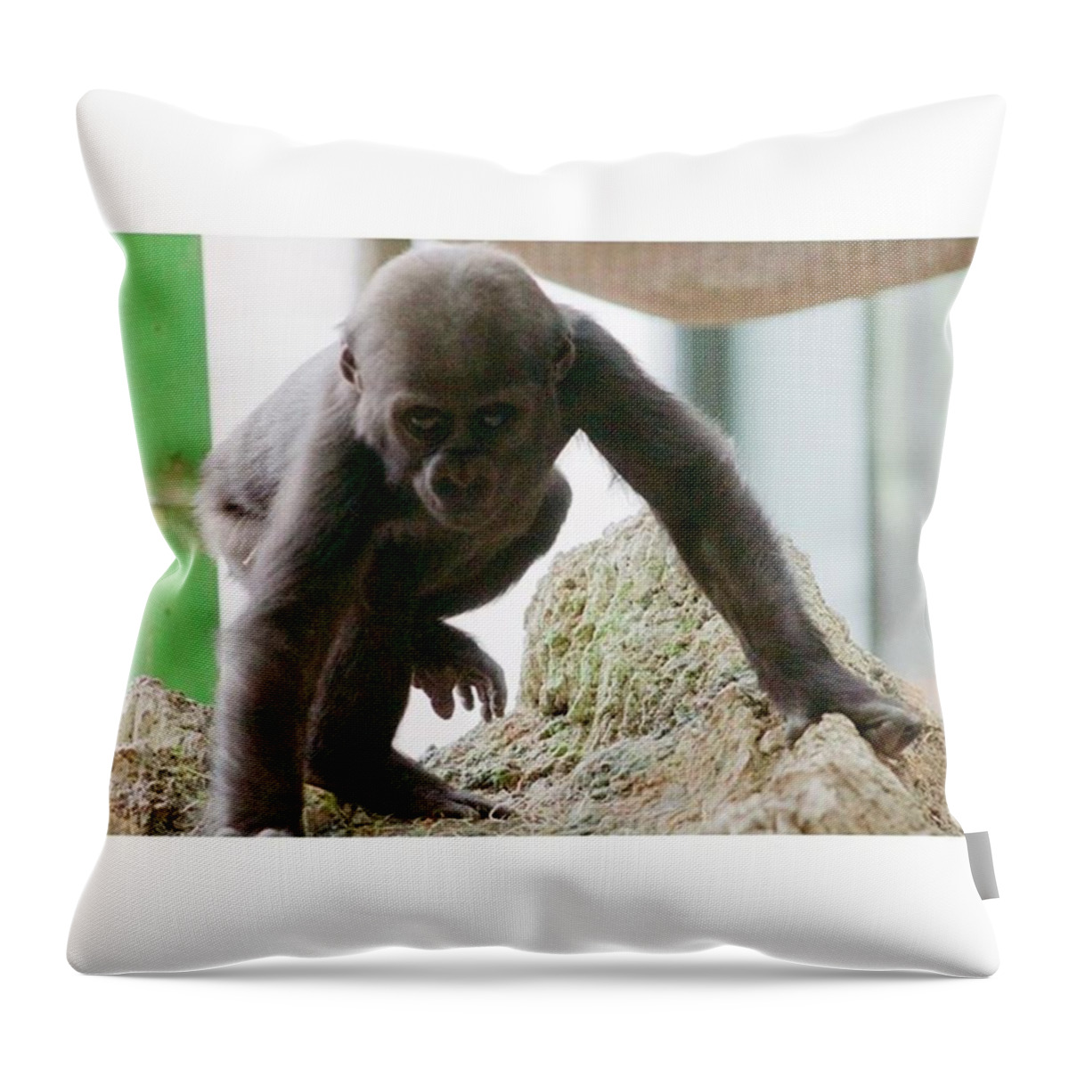 https://render.fineartamerica.com/images/rendered/default/throw-pillow/images/artworkimages/medium/1/1-photos-naturephotography-whitney-golden.jpg?&targetx=0&targety=0&imagewidth=479&imageheight=479&modelwidth=479&modelheight=479&backgroundcolor=FBFCFB&orientation=0&producttype=throwpillow-14-14