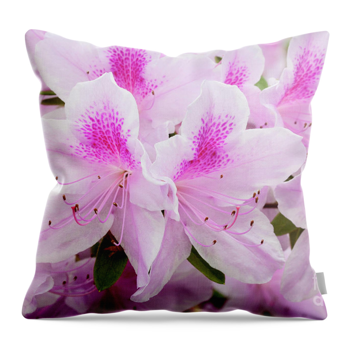 Azalea Throw Pillow featuring the photograph Pink Perfection by Patty Colabuono