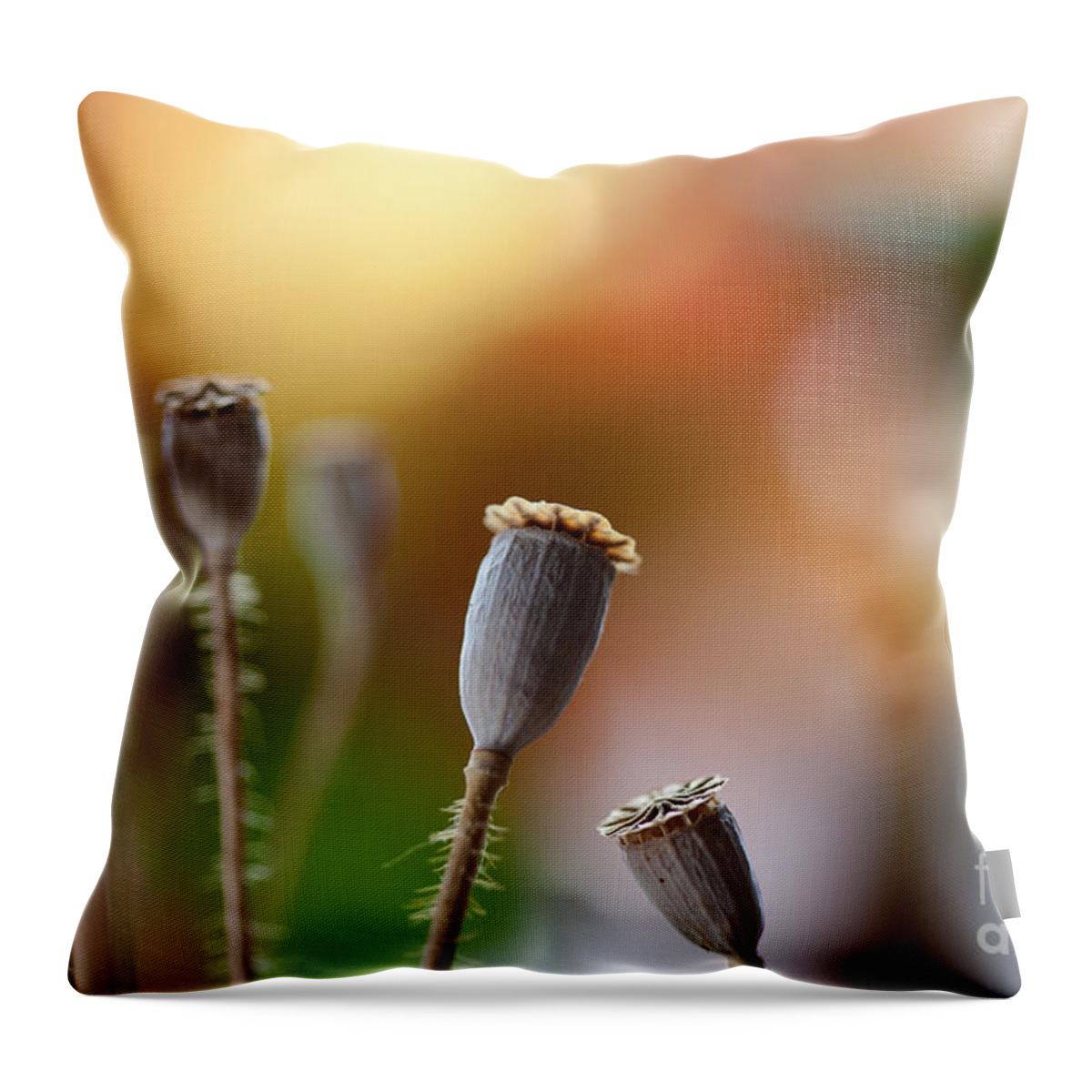 Poppy Throw Pillow featuring the photograph Poppy Pods by Nailia Schwarz