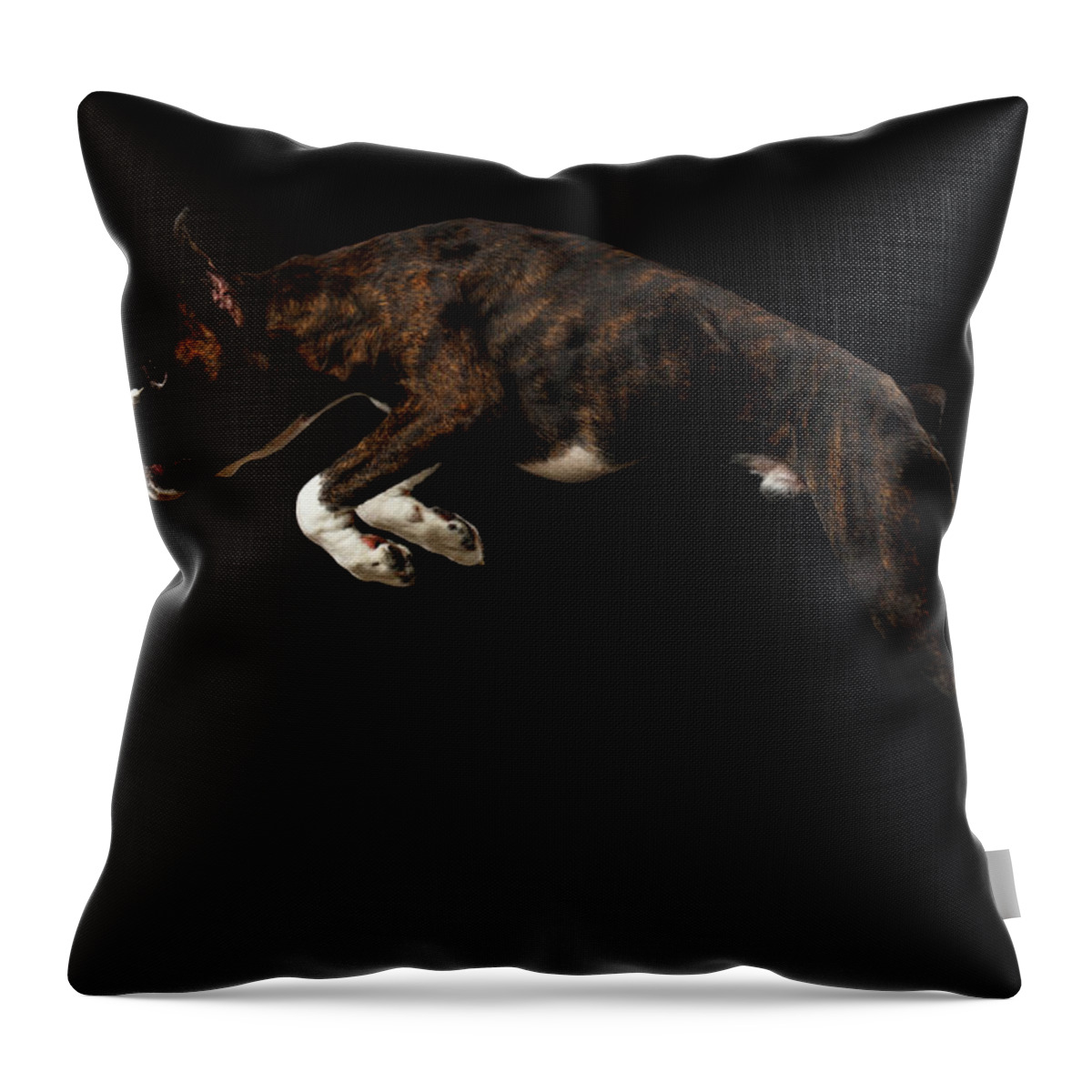 Boxer Throw Pillow featuring the photograph Purebred Boxer Dog Isolated on Black Background by Sergey Taran