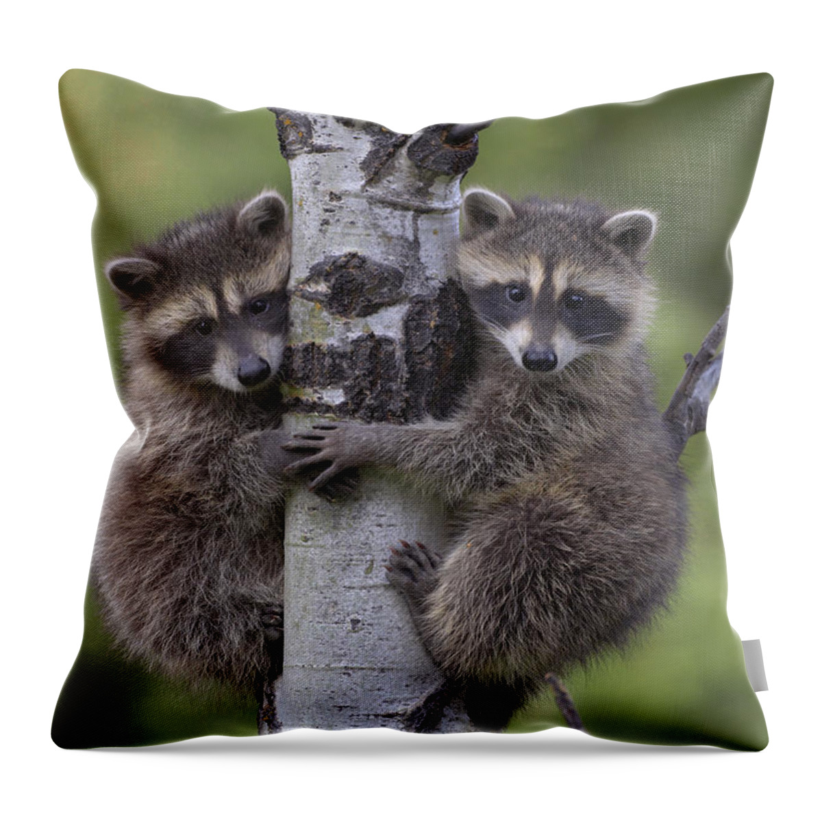 00176520 Throw Pillow featuring the photograph Raccoon Two Babies Climbing Tree by Tim Fitzharris