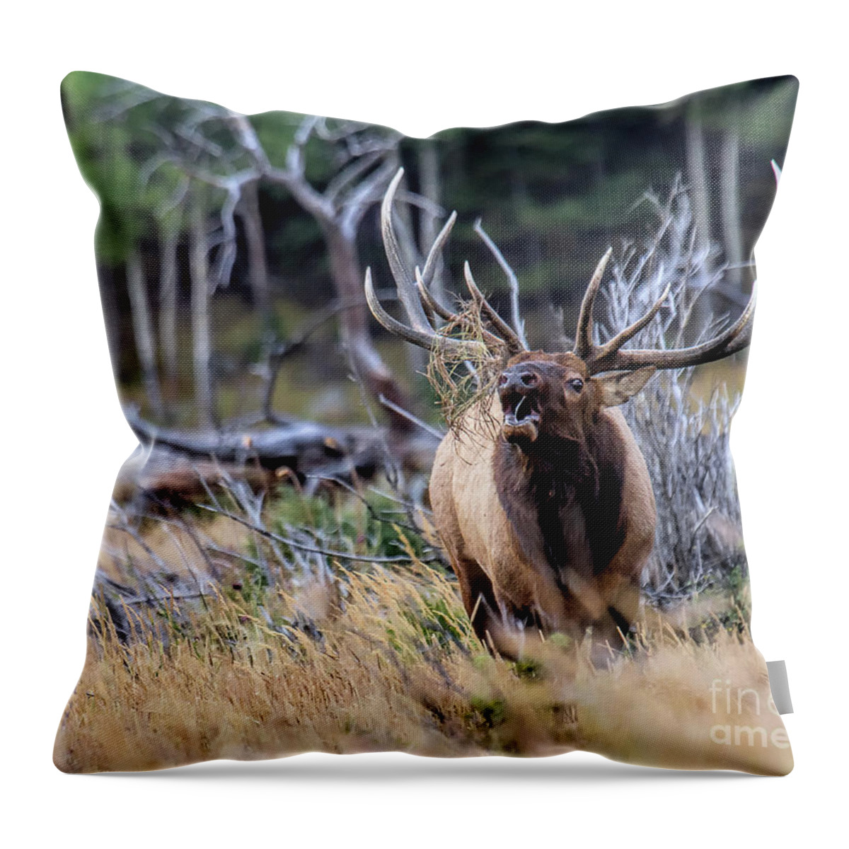 Elk Throw Pillow featuring the photograph Raging Bull by Jim Garrison