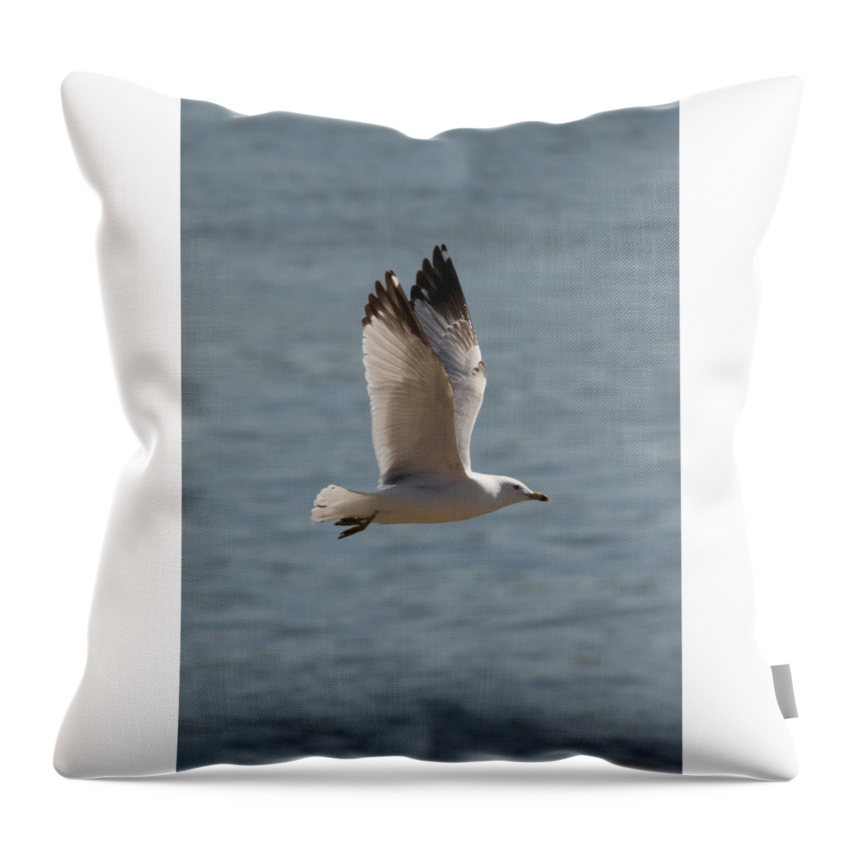 Ring Billed Gull Throw Pillow featuring the photograph Ring-Billed Gull by Holden The Moment