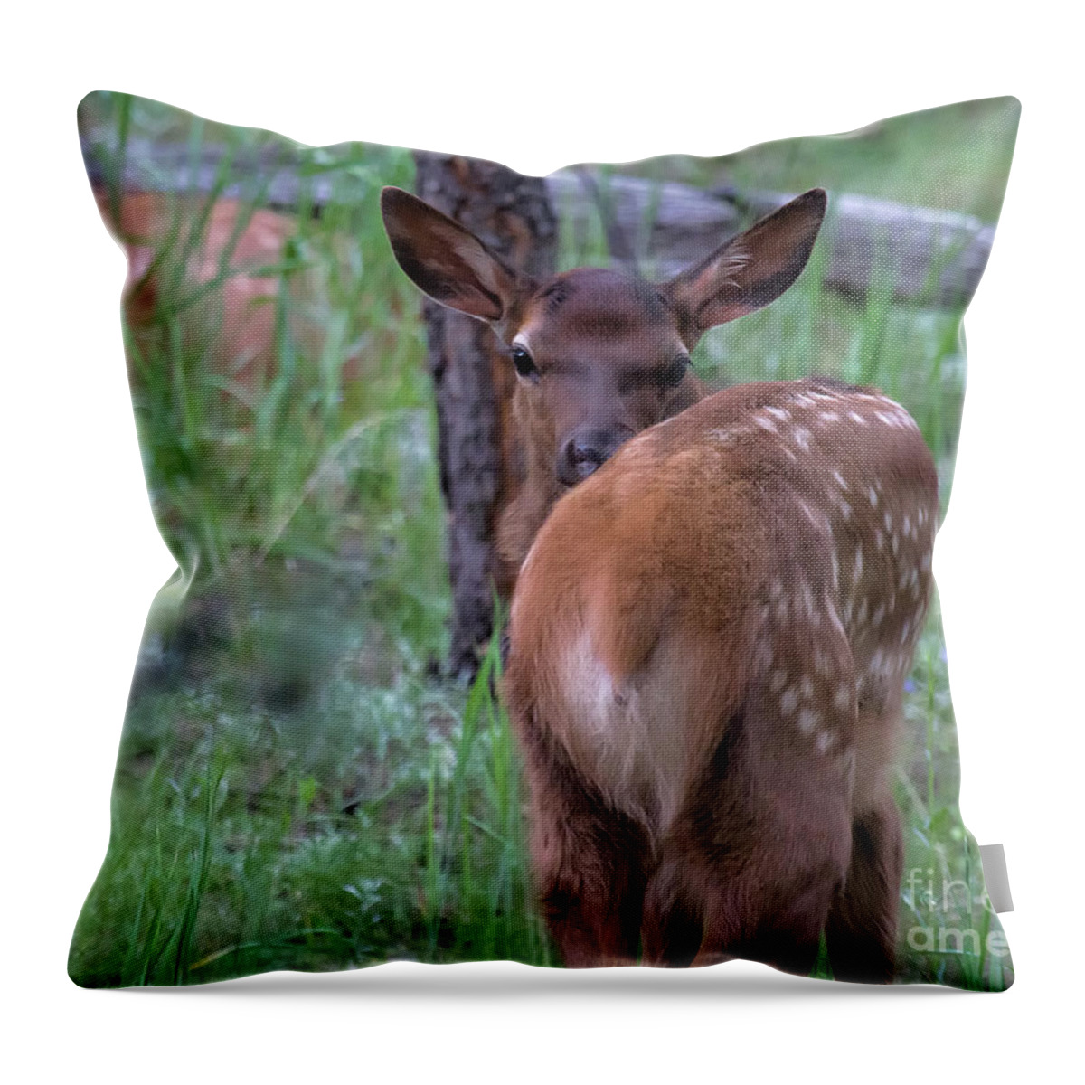 Baby Elk Throw Pillow featuring the photograph Rubber Necking by Jim Garrison