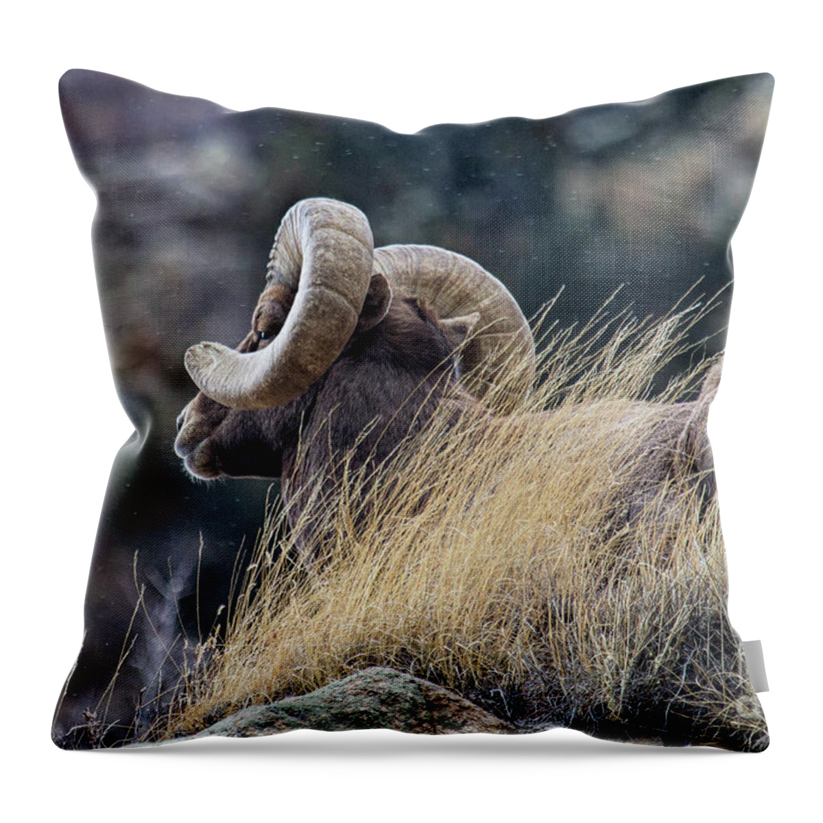 In Focus Throw Pillow featuring the photograph The Watchman by Jim Garrison