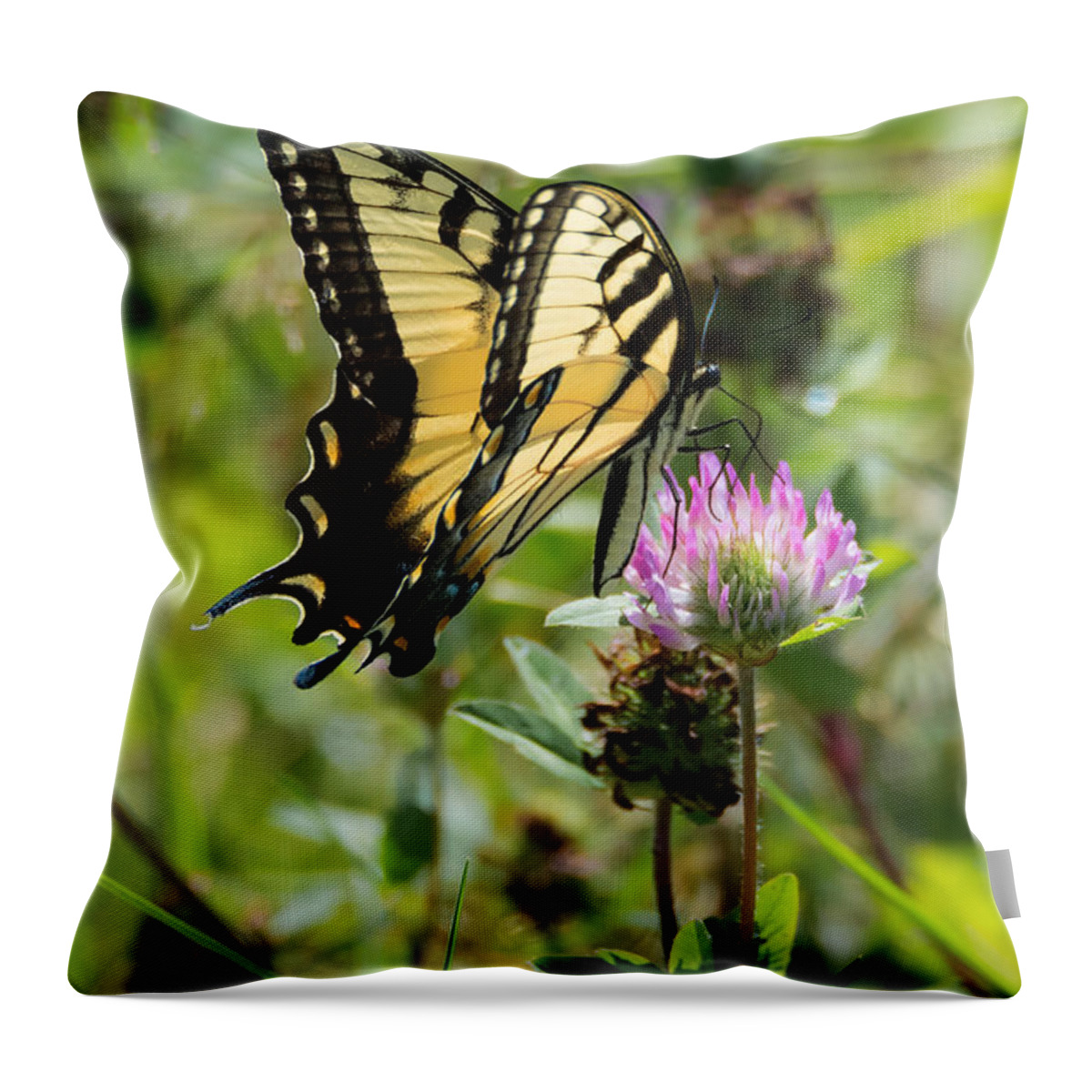 Butterfly Throw Pillow featuring the photograph Tiger Swallowtail Butterfly #1 by Holden The Moment