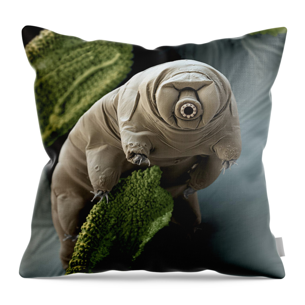 Paramacrobiotus Craterlaki Throw Pillow featuring the photograph Water Bear Or Tardigrade by Eye of Science