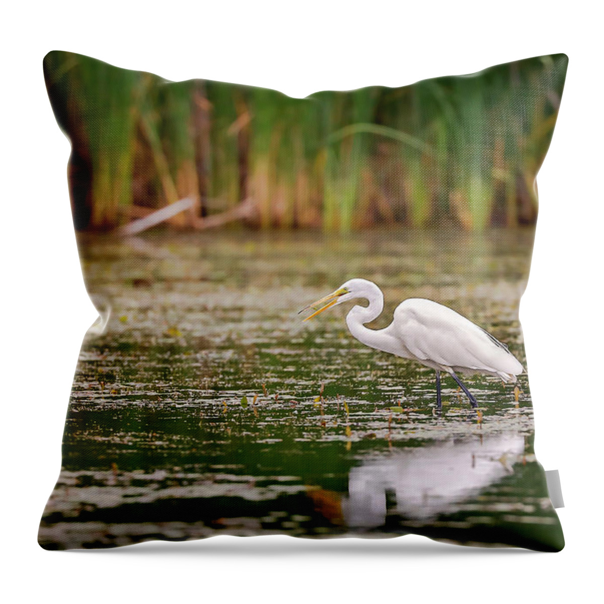Animal Throw Pillow featuring the photograph White, Great Egret by Peter Lakomy
