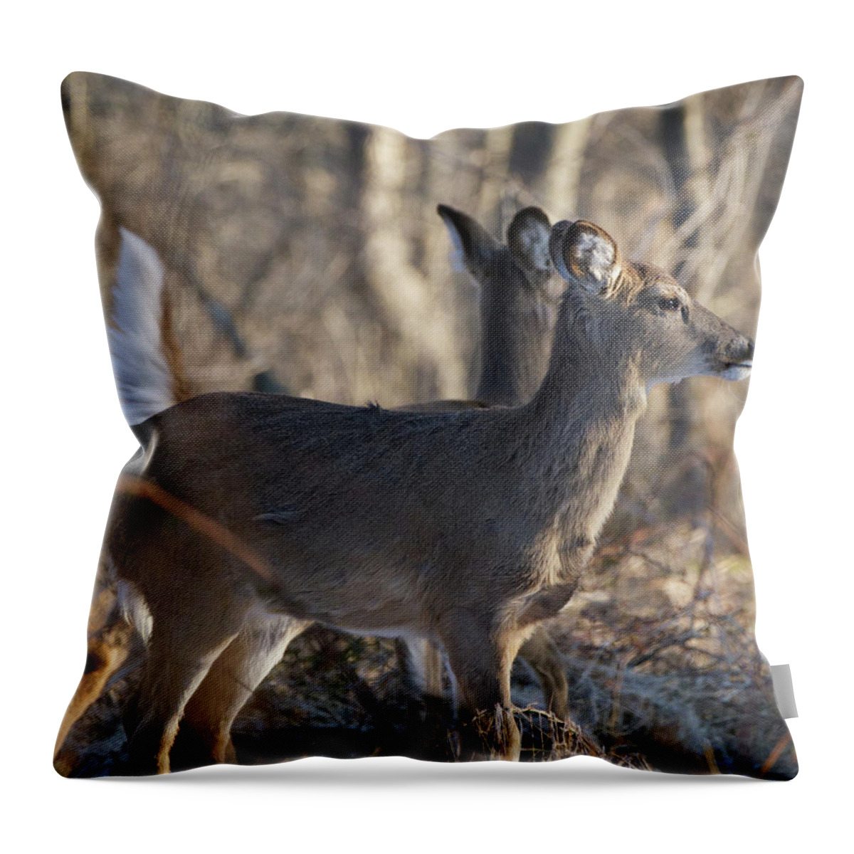 Animal Throw Pillow featuring the photograph Wild Deer #1 by Paul Ross