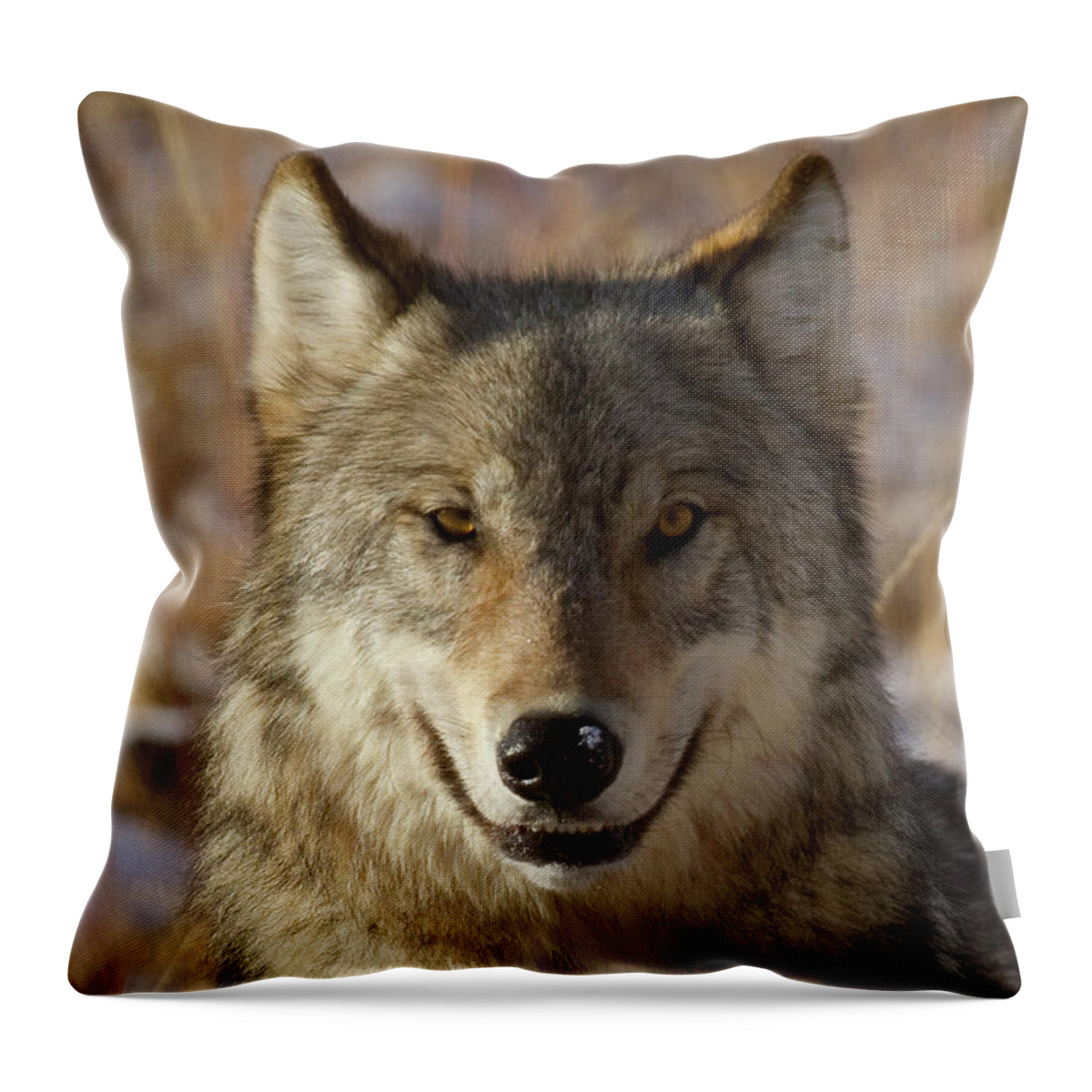 Wolf Throw Pillow featuring the photograph Wild Wolf Portrait by Mark Miller