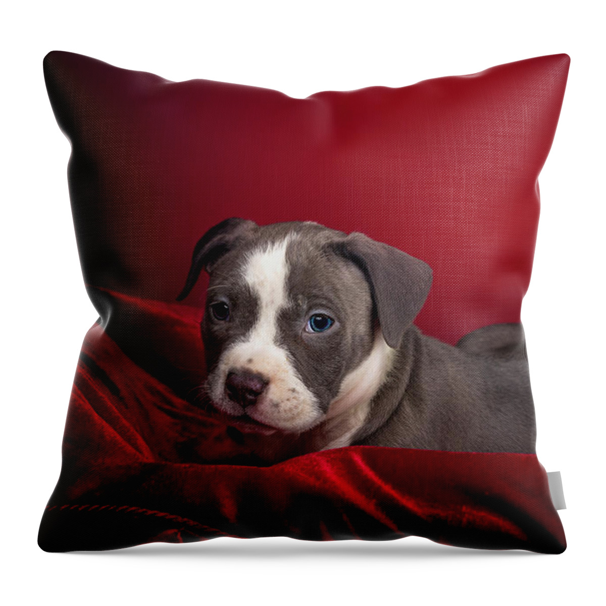 Adorable Throw Pillow featuring the photograph American Pitbull Puppy by Peter Lakomy