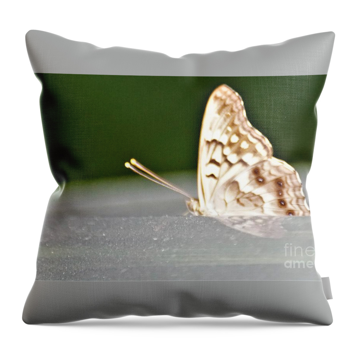 Butterflies Throw Pillow featuring the photograph Butterfly on my car5 by Merle Grenz