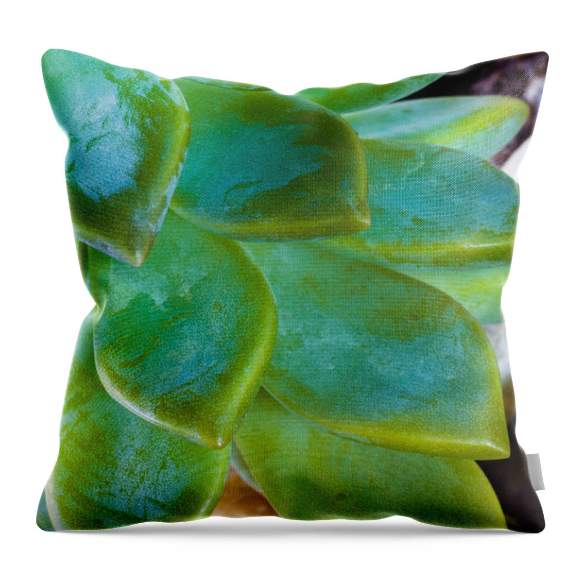 Beautiful Throw Pillow featuring the photograph Blue Pearl Plant by Raul Rodriguez