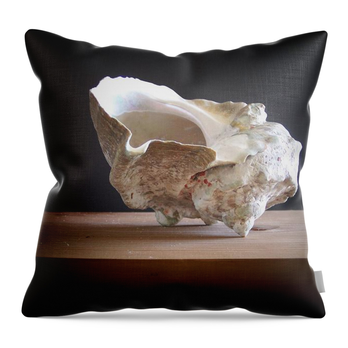 Giant Turban Shell Throw Pillow by Frank Wilson - Frank Wilson - Artist  Website