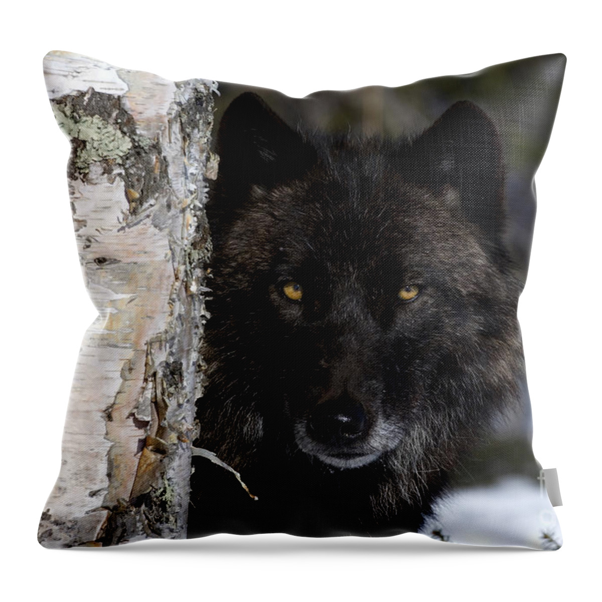 Gray Wolf Throw Pillow featuring the photograph Gray Wolf by Jean-Louis Klein and Marie-Luce Hubert