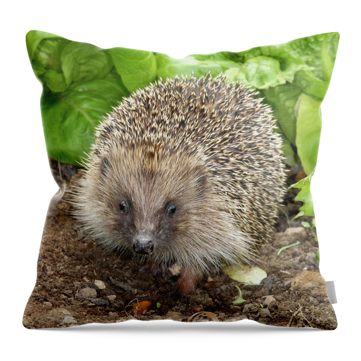 Hedgehog pillow/ hedgehog / wild animal pillow / animal pillow – Enjoy  Pillows