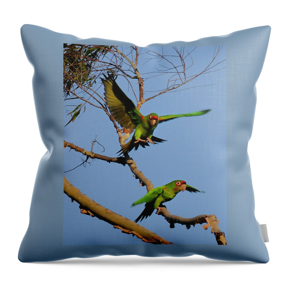 Parrots Throw Pillow featuring the photograph Parrots by Marc Bittan